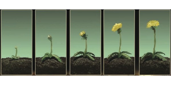 Controversy Ignites WILDFIRE in December