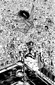 Do a powerbomb black and white 1 of 3 cvr a daniel warren johnson CVRD